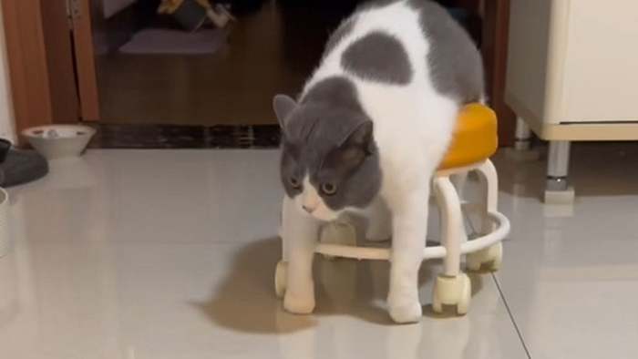 Unfassbar faul: Katze nutzt „Rollator" und holt sich Snack