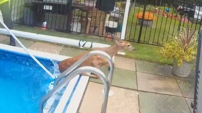 Junger Hirsch fällt in Swimmingpool – dann kommt seine Rettung