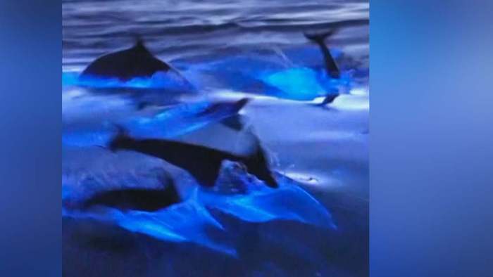 Blau leuchtende Delfine: Naturphänomen lässt Meer vor Kalifornien erstrahlen