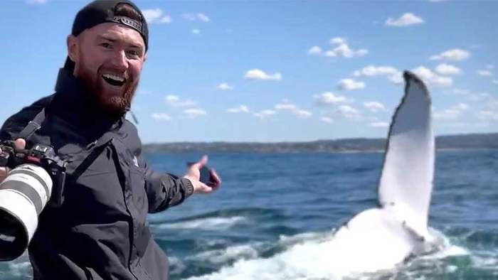 High Five vom Buckelwal: Tiere kommen Boot unglaublich nah