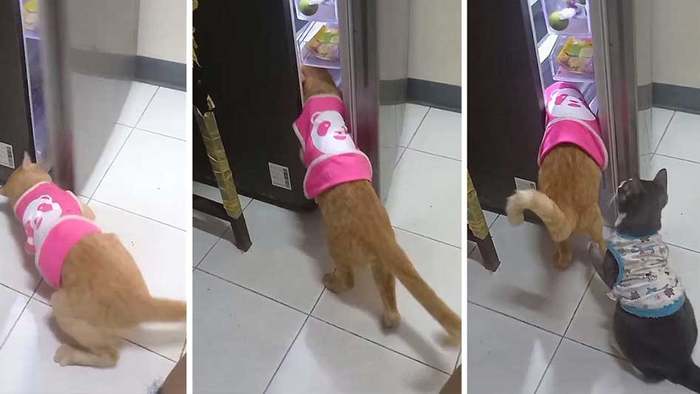 Kühlschrank geknackt: Diebisches Katzenduo arbeitet zusammen
