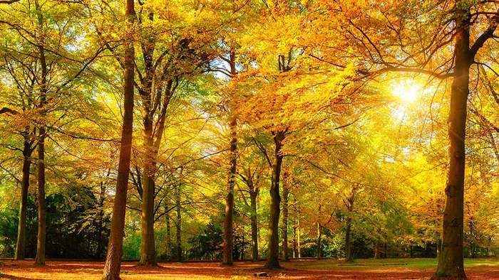 Oktoberprognose: So stehen die Chancen für goldenes Herbstwetter