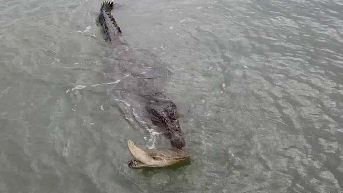 Überlebenskampf: Schildkröte trickst riesiges Krokodil aus