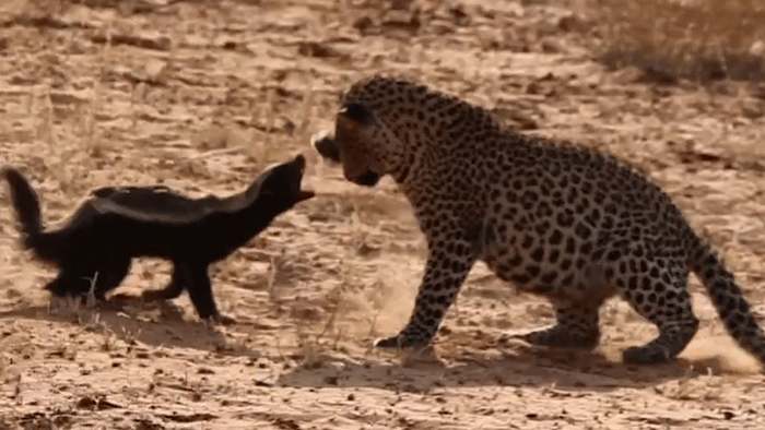 Leopard attackiert verletzten Dachs - doch dieser schlägt zurück