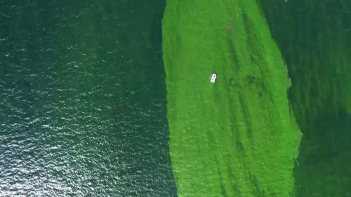 Grüner Teppich statt türkisblaues Meer – Planktonblüte bedroht thailändische Küste