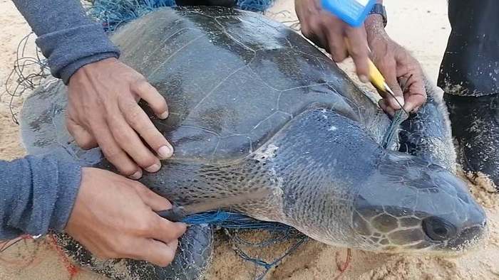 In Fischernetz gefangen: Wildhüter retten Meeresschildkröte
