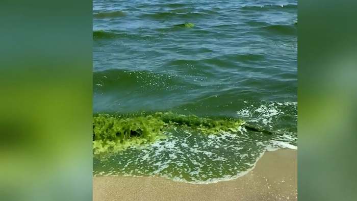 Giftgrünes Meer: Planktonblüte tötet unzählige Fische in Thailand