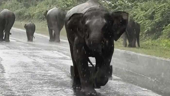 Gegen Auto getreten: Elefant geht auf Touristen los
