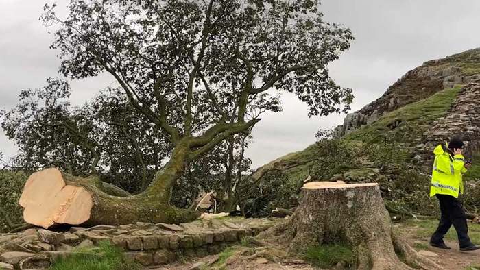 Berühmter "Robin Hood"-Baum am Hadrianswall illegal gefällt