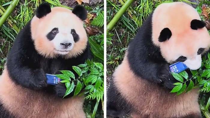 Zoobesucher lässt Handy fallen: Panda macht sich über Smartphone her