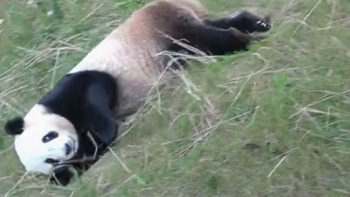 Panda kugelt durchs Gehege - Rutschpartie in allen Variationen