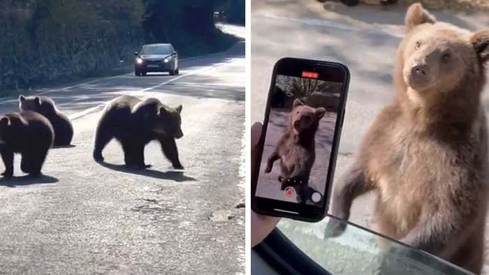 Neugierige Tier: Wilde Bären halten den Verkehr auf