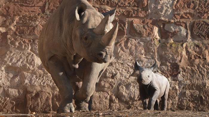Tierpfleger filmen Geburt: Seltenes Nashorn kommt auf die Welt