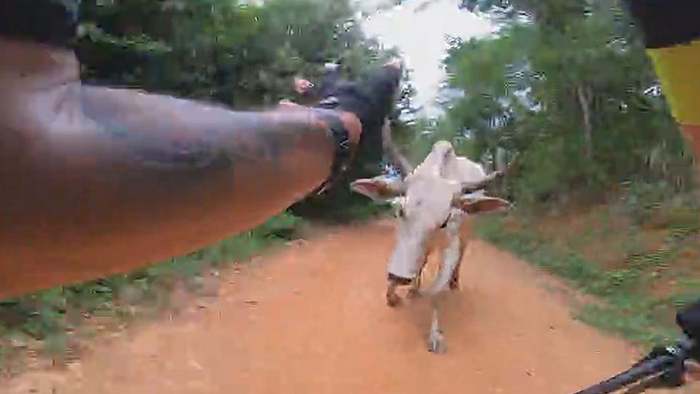Lebensgefahr bei Mountainbike-Rennen: Stier attackiert Radfahrer