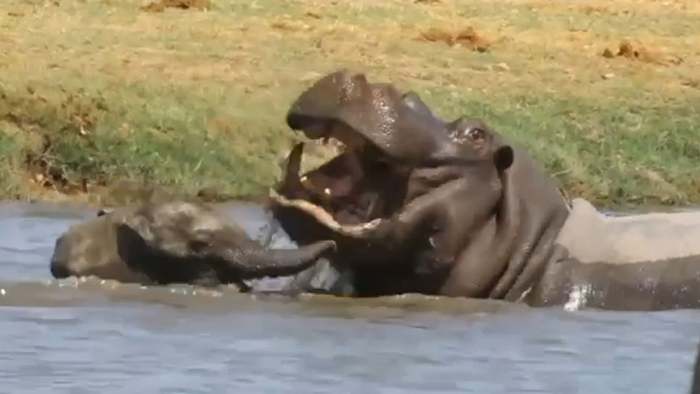 Mut oder Übermut? Elefantenbaby geht auf Flusspferd los
