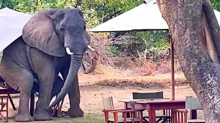 Elefant macht es sich in Café gemütlich