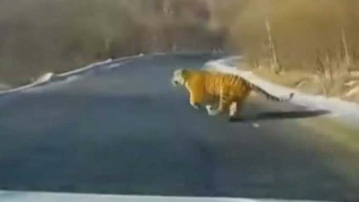 Schockmoment auf Landstraße: Autofahrer trifft auf Tiger