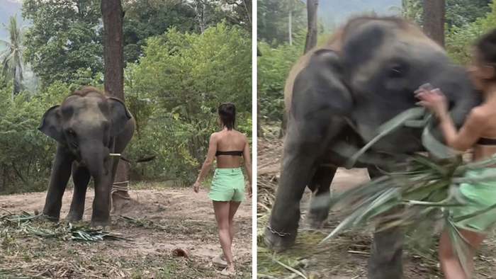 Schnauze voll! Elefant erteilt Touristin eine Lehre