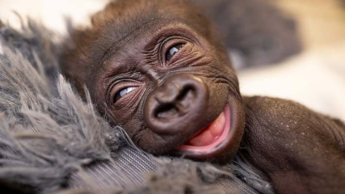 Tierpfleger tragen Gorillakostüm: Verstoßenes Äffchen in Texas wird aufgepäppelt