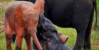 Kleine Sensation: Rosa Elefant im Kruger-Nationalpark gesichtet