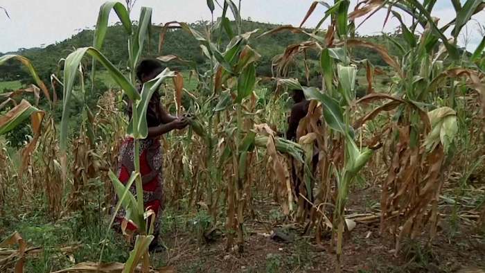 Extreme Dürre in Sambia: Mais-Ernte bleibt aus - droht Hungersnot?