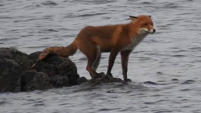 Von Flut überrascht: Fuchs sitzt mitten im Meer auf Felsen fest