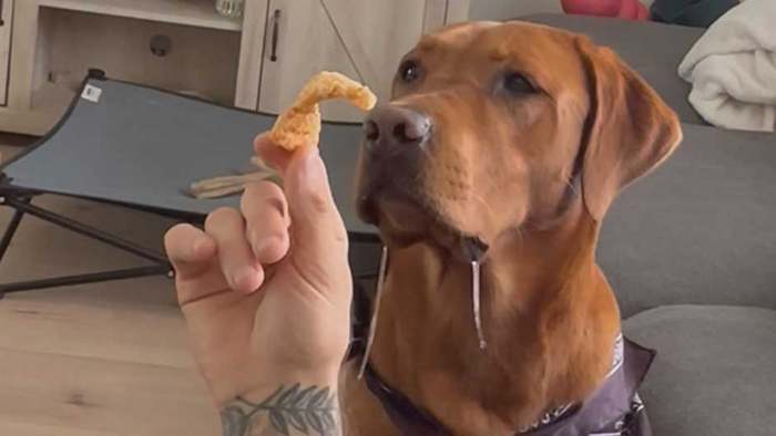 Herrchen schläft mit Snack in der Hand ein: Hund läuft Wasser im Maul zusammen