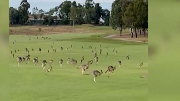 Känguru-Herde stürmt Golfplatz