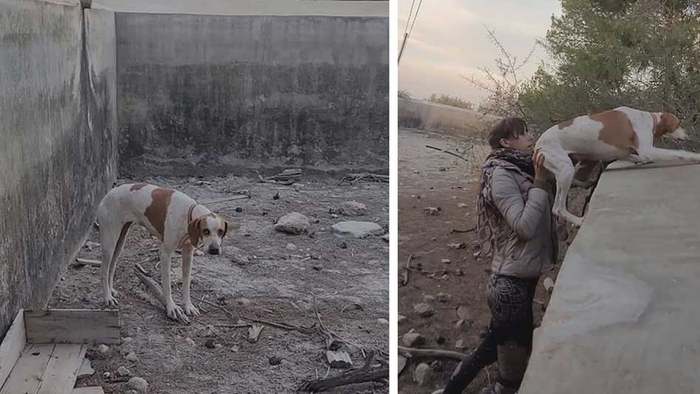 Gefangen zwischen Betonmauern: Frau rettet entlaufenen Hund