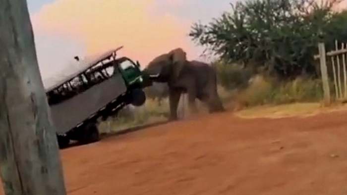 Keine Lust auf Touristen: Elefant hebt Safari-Truck in die Luft