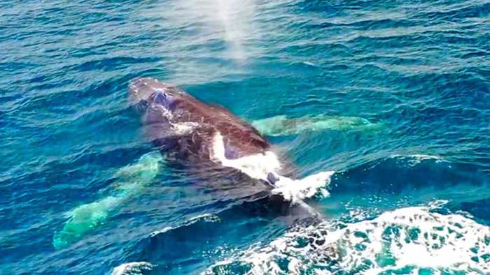 Außergewöhnliche Drohnenaufnahmen: Wale springen aus dem Wasser