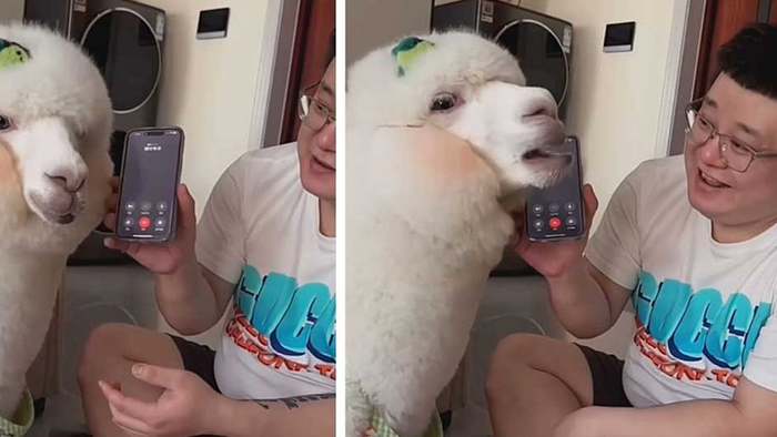 Spam-Anrufer ausgetrickst: Mann holt Alpaka ans Telefon