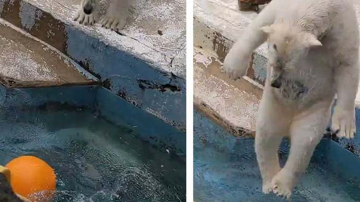 Überraschende Sprungtechnik: Eisbär verblüfft Zoobesucher