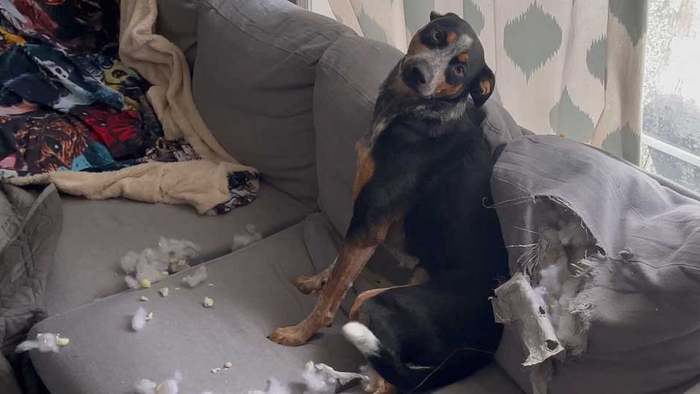 Hund zerstört Sofa und zeigt sich überglücklich