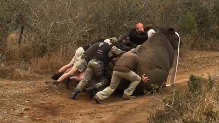 Betäubte Nashorn-Mutter fällt fast auf ihr Junges – Wildhüter müssen schieben