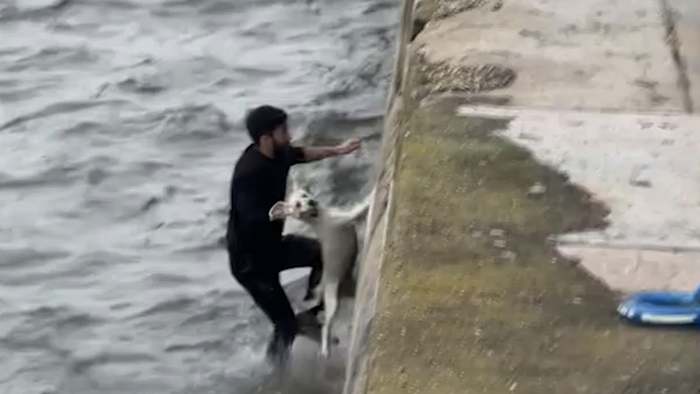 Nach missglücktem Rettungsversuch: Mutiger Hund rettet sich selbst aus Fluss