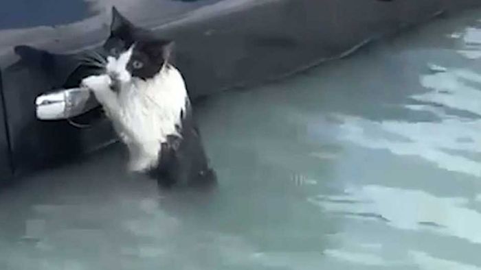 Katze kämpft in Fluten von Dubai ums Überleben