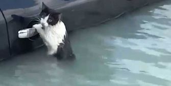 Katze kämpft in Fluten von Dubai ums Überleben