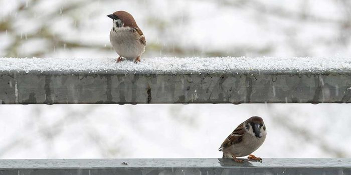 Wetter morgen am Sonntag: Neue Schneeschauer, Regen und Graupel | wetter.com