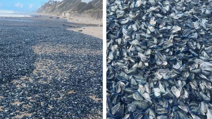 Wie im Horrorfilm: Tausende Segelquallen bedecken Strand in Oregon