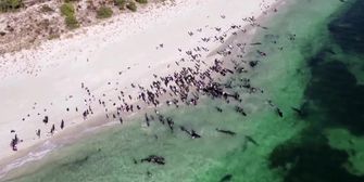 Freiwillige versuchen gestrandete Wale zu retten