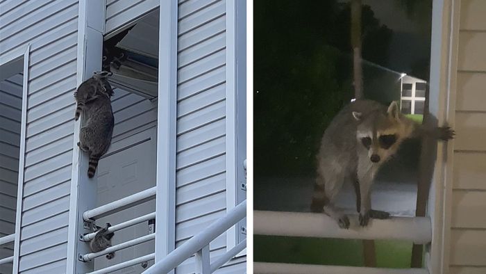 Häuslich eingerichtet: Wilde Waschbären leben über Veranda