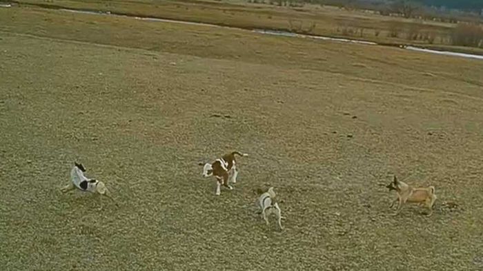 Hunde attackieren ein Kalb - Bauer kommt mit Drohne zu Hilfe