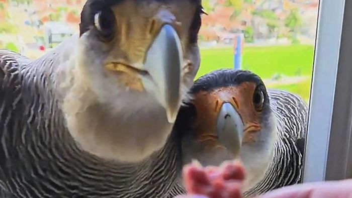 Zutrauliche Raubvögel: Falken holen sich Snack an Fenster ab