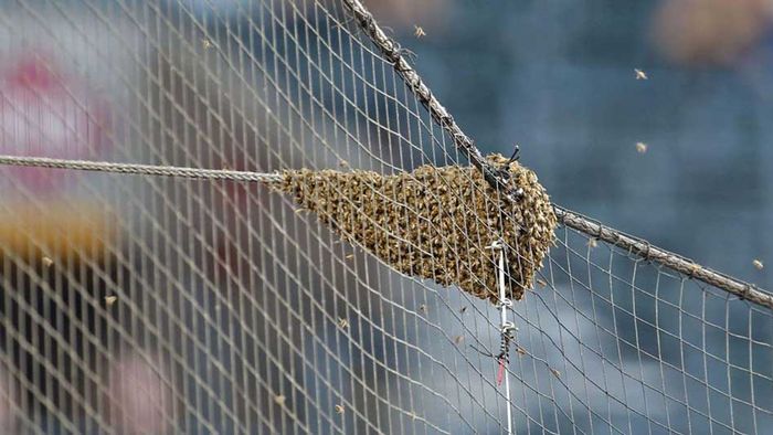Chaos beim Profi-Baseball: Bienenschwarm sorgt in Phoenix für Verspätung