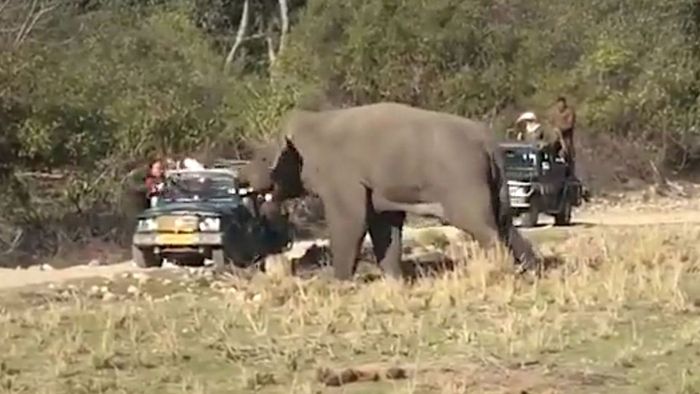 Genervt von Touristen: Elefant geht auf Auto los