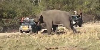 Genervt von Touristen: Elefant geht auf Auto los
