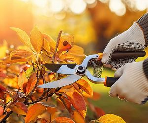 Herbst ist da - jetzt zur Gartenschere greifen?