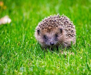 Mähroboter werden zur Gefahr: Deswegen sind sie ein Risiko für Igel