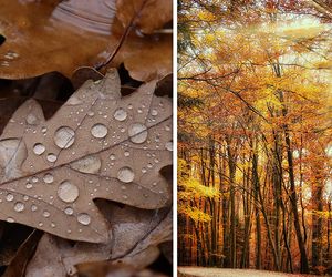 Wetter morgen am Dienstag: Herbst-Mix mit Nebel, Regen und Sonnenschein